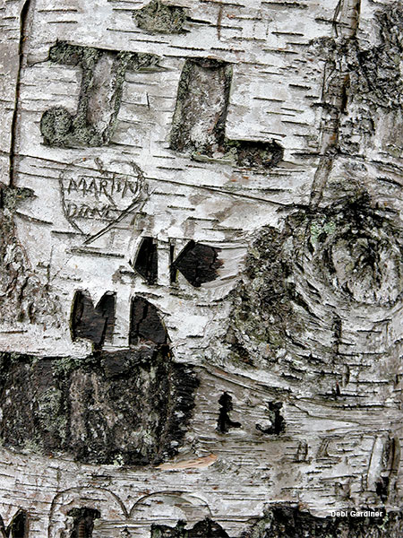 Birch Bark Graffiti by Debi Gardiner