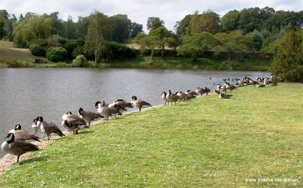 Queue by Lois Elaine Heckman