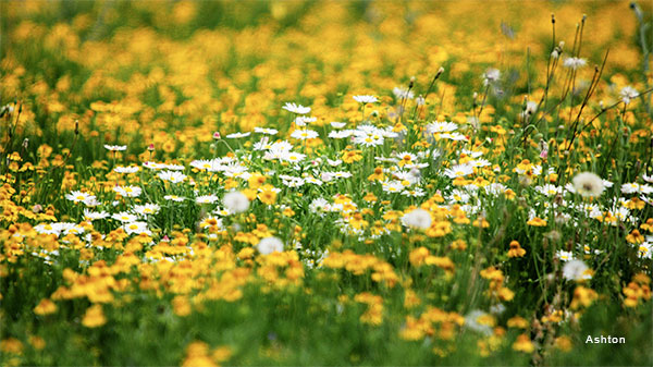 Sea of Wildflowers by Ashton